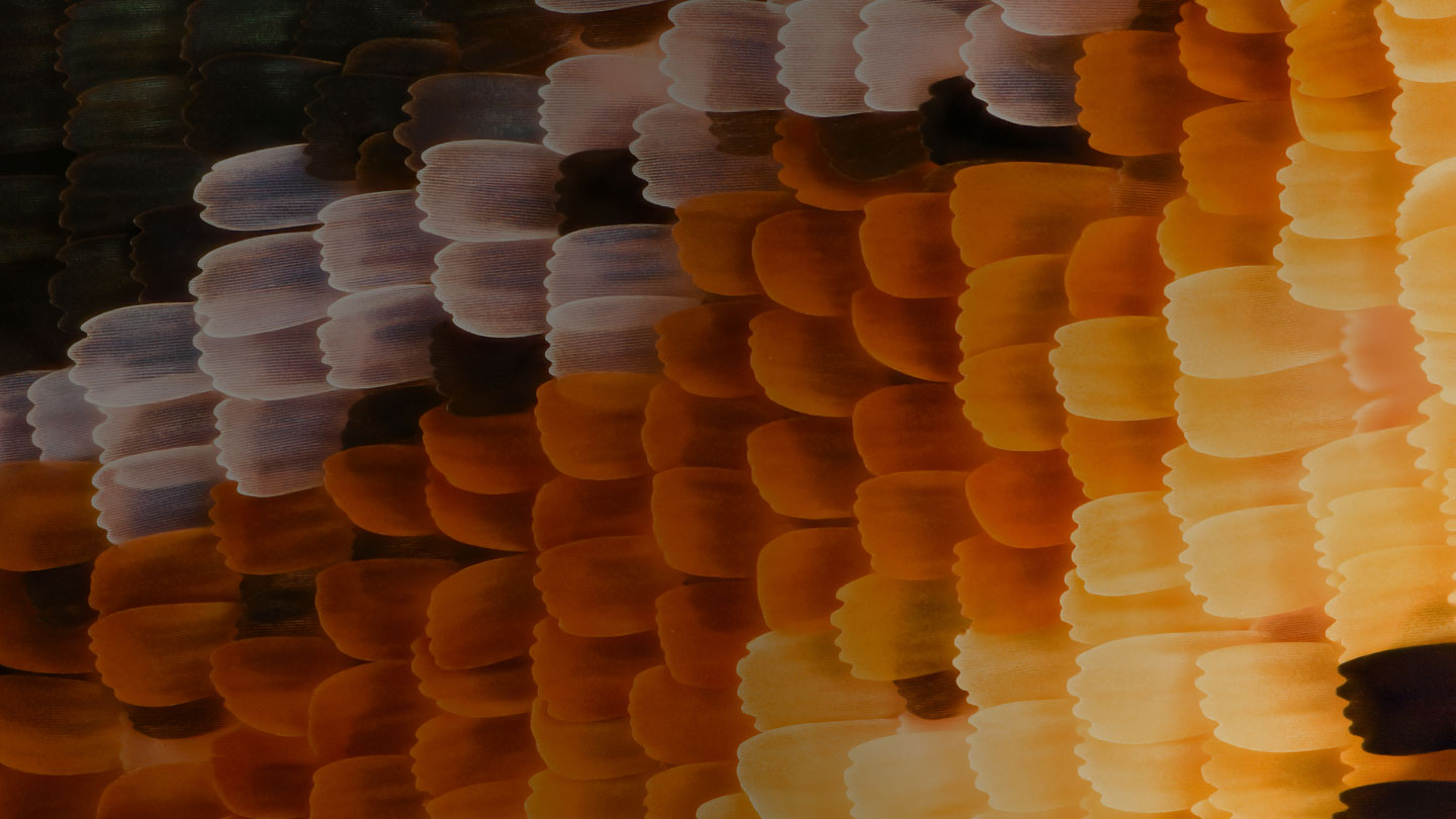 PageHeaderNews2