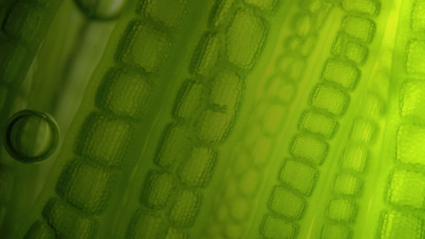 PageHeaderNews1